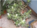 Crasula ovata